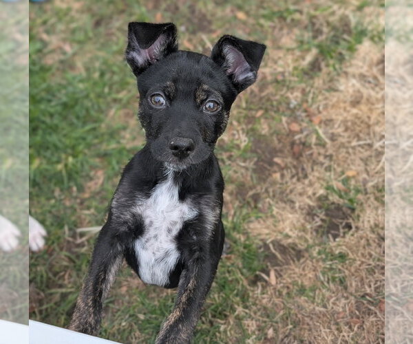 Medium Photo #7 Mutt Puppy For Sale in Brooklyn Center, MN, USA
