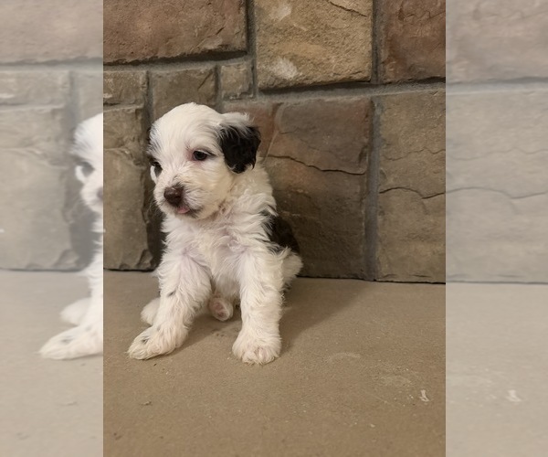 Medium Photo #8 Portuguese Water Dog Puppy For Sale in SWARTZ CREEK, MI, USA