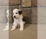Spot - Male Portuguese Water Dog Puppy for Sale - Photo #8