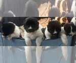 Small Photo #11 Newfoundland Puppy For Sale in HERTFORD, NC, USA