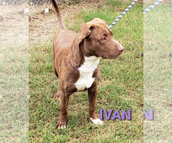 Medium Photo #3 American Pit Bull Terrier-Unknown Mix Puppy For Sale in Seaford, DE, USA