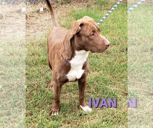 Ivan - Male American Pit Bull Terrier-Unknown Mix Dog for Adoption - Photo #3