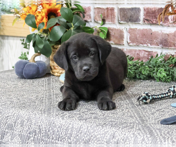 Medium Photo #2 Labrador Retriever Puppy For Sale in SYRACUSE, IN, USA