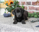 Topaz - Male Labrador Retriever Puppy for Sale - Photo #2