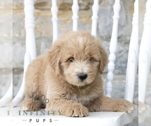 Goldendoodle Puppy for sale in KUTZTOWN, PA, USA