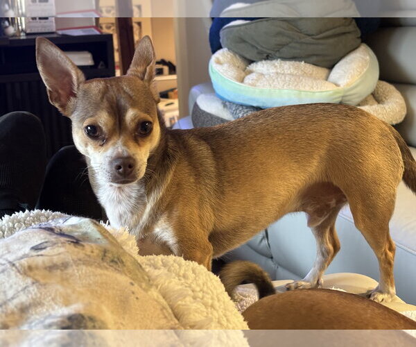 Medium Photo #2 Chihuahua-Unknown Mix Puppy For Sale in Farmington, MN, USA
