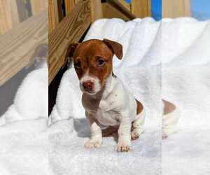 Jack Russell Terrier Puppy for Sale in TOPSFIELD, Massachusetts USA