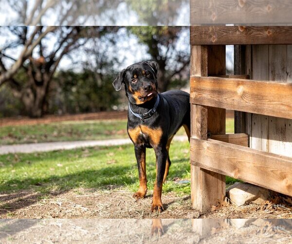 Medium Photo #8 Rottweiler Puppy For Sale in White Hall, AR, USA