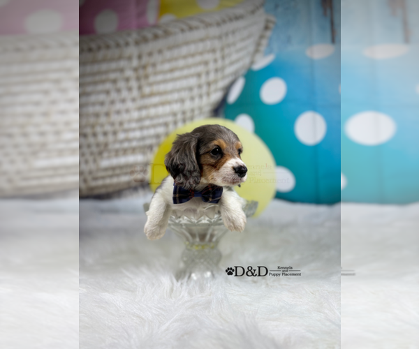 Medium Photo #1 Dachshund Puppy For Sale in RIPLEY, MS, USA