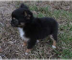 Image preview for Ad Listing. Nickname: CKC Chihuahua