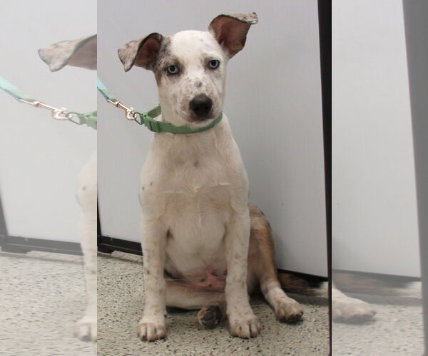 Medium Photo #3 Australian Shepherd-Unknown Mix Puppy For Sale in Conroe, TX, USA