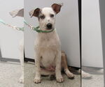 Small #2 Australian Shepherd Mix