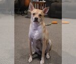 Small #11 Mutt