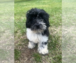 Poodle (Miniature)-ShihPoo Mix Puppy for sale in DURHAM, CT, USA