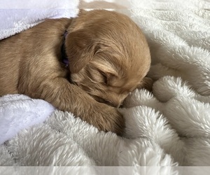 Golden Retriever Puppy for Sale in WATERBURY, Vermont USA