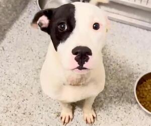 RYLIE - Female Mutt Dog for Adoption - Photo #2