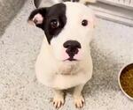 Small #1 Mutt