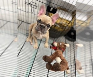 French Bulldog Puppy for sale in MIAMI, FL, USA