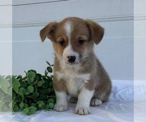 Pembroke Welsh Corgi Puppy for sale in FREDONIA, PA, USA