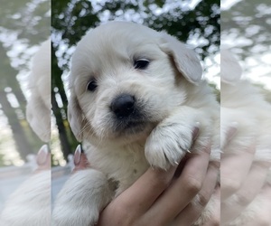 English Cream Golden Retriever Puppy for sale in bay port, MI, USA