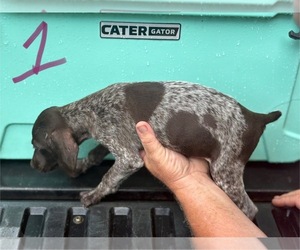 German Shorthaired Pointer Puppy for sale in BONIFAY, FL, USA