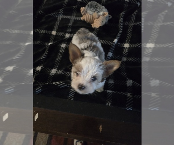 Medium Photo #6 Yorkshire Terrier Puppy For Sale in SCHERTZ, TX, USA