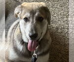 Small #6 Huskies  Mix