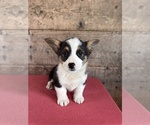 Small #13 Pembroke Welsh Corgi