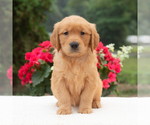 Small #2 Golden Retriever