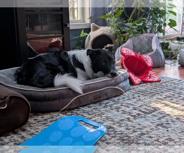 Medium Photo #3 Border Collie-Unknown Mix Puppy For Sale in Garner, NC, USA