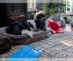 Small #2 Border Collie Mix