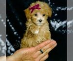 Small Maltipoo