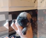Small #4 Poodle (Toy)-Pug Mix
