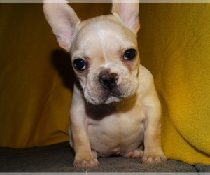 French Bulldog Puppy for sale in VERONA, MO, USA