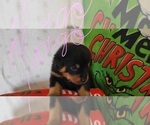 Small #4 Rottweiler