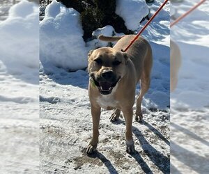 American Pit Bull Terrier-Unknown Mix Dogs for adoption in Belleville, MI, USA