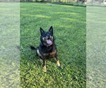 Small #1 German Shepherd Dog Mix