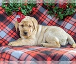 Small Photo #6 Labrador Retriever Puppy For Sale in CHRISTIANA, PA, USA