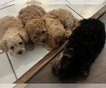 Small #4 YorkiePoo