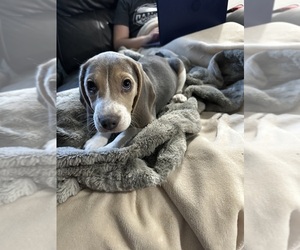 Beagle Puppy for sale in NACOGDOCHES, TX, USA
