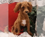 Puppy Louie Cavapoo