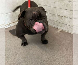 American Pit Bull Terrier-Bulldog Mix Dogs for adoption in San Bernardino, CA, USA