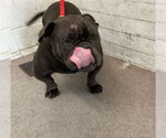 Small American Pit Bull Terrier-Bulldog Mix