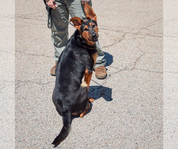 Medium Photo #3 Collie-German Shepherd Dog Mix Puppy For Sale in Huntley, IL, USA