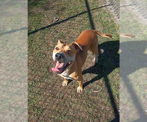 Medium Photo #2 Labrador Retriever Puppy For Sale in Corpus Christi, TX, USA