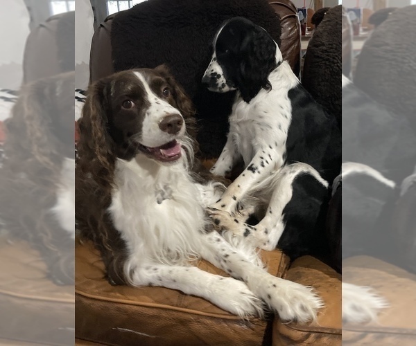 Full screen Photo #5 English Springer Spaniel Puppy For Sale in CENTER POINT, TX, USA