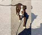 Small #4 Australian Shepherd-Staffordshire Bull Terrier Mix
