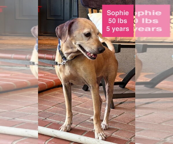 Medium Photo #3 Labrador Retriever-Rhodesian Ridgeback Mix Puppy For Sale in West Hollywood, CA, USA