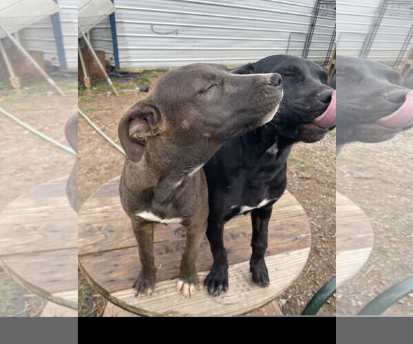 Medium Photo #2 American Staffordshire Terrier-Unknown Mix Puppy For Sale in Tracy City, TN, USA