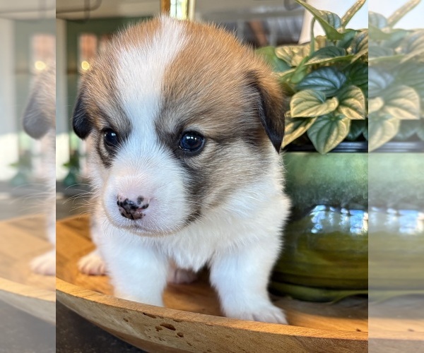 Medium Photo #11 Pembroke Welsh Corgi Puppy For Sale in WEATHERFORD, TX, USA